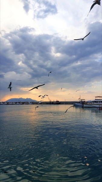 Seabird galeri önizleme