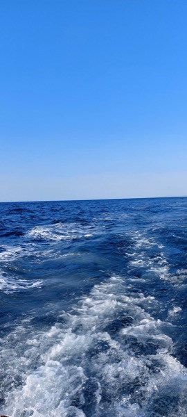 Seabird galeri önizleme