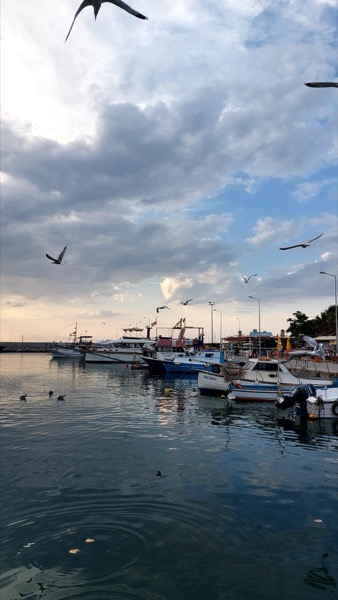 Seabird galeri görseli 51